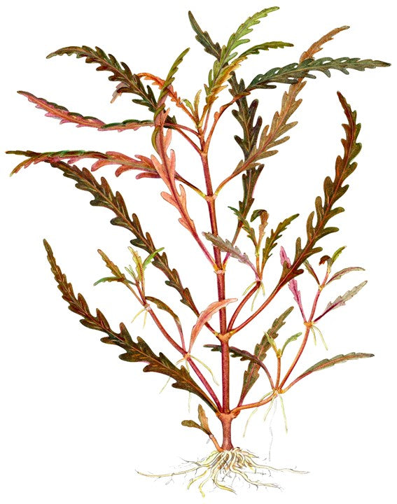 Tropica 1-2-Grow Hygrophila pinnatifida