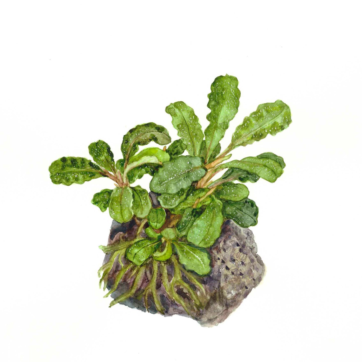 Tropica 1-2-Grow Bucephalandra pygmaea 'Bukit Kelam'