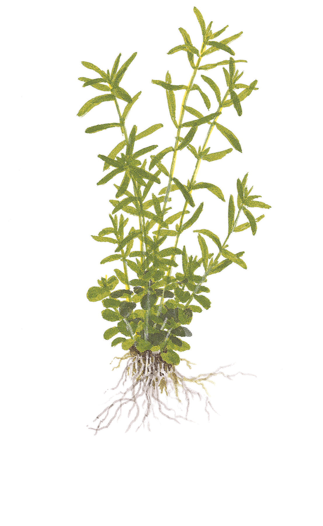 Tropica 1-2-Grow Rotala rotundifolia 'Green'