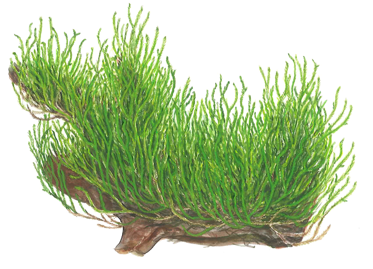 Tropica 1-2-Grow Taxiphyllum 'Flame'