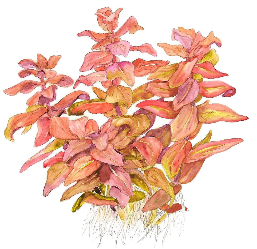 Tropica 1-2-Grow Rotala macrandra