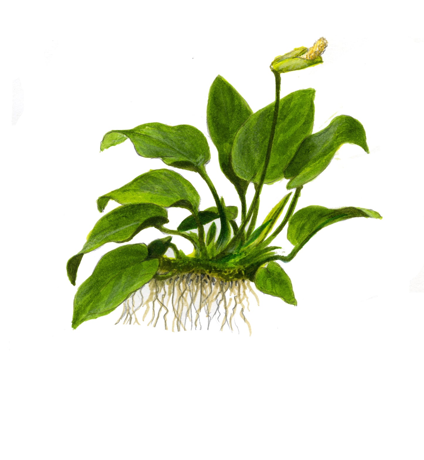 Tropica 1-2-Grow Anubias barteri nana