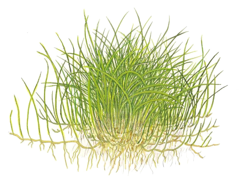 Tropica 1-2-Grow Eleocharis pusilla