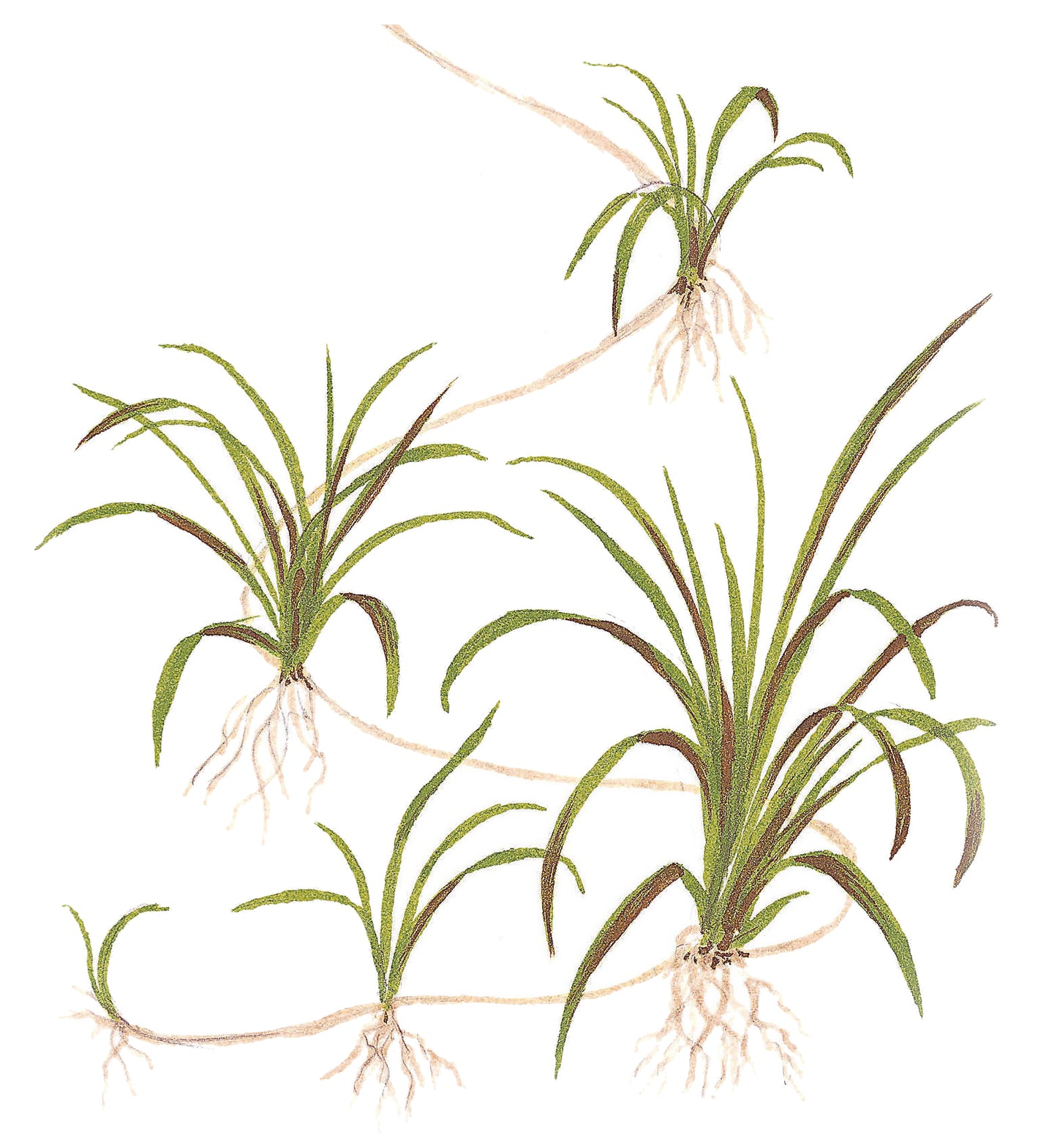 Tropica 1-2-Grow Helanthium tenellum 'Green'