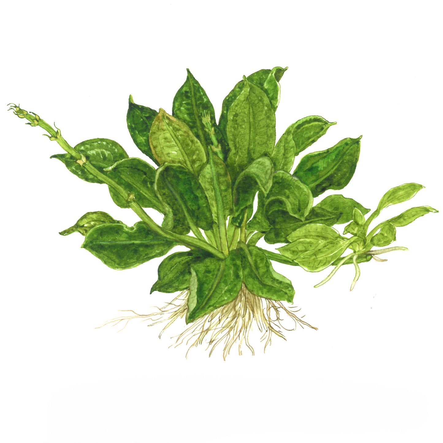 Tropica 1-2-Grow Echinodorus grisebachii 'Tropica'