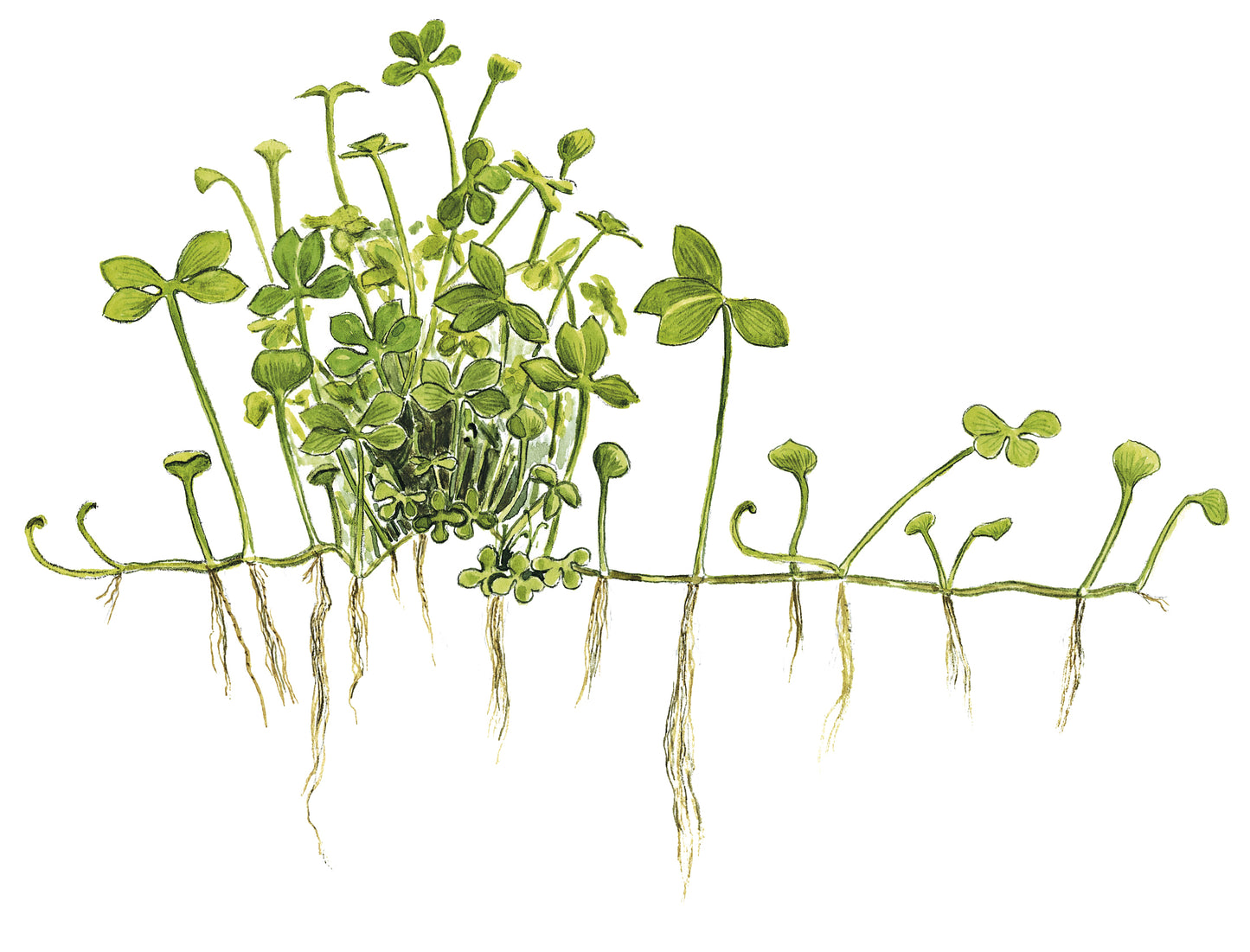 Tropica 1-2-Grow Marsilea hirsuta