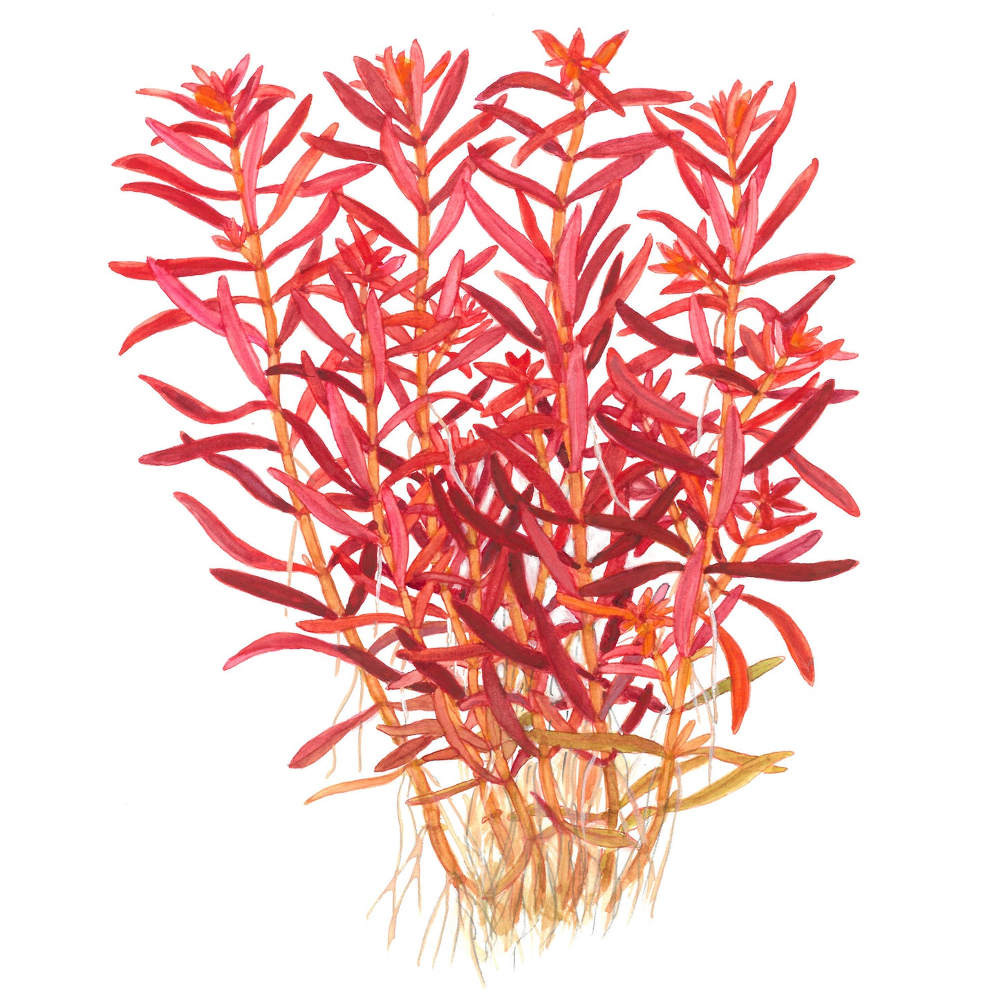Tropica 1-2-Grow Rotala rotundifolia 'Blood Red'