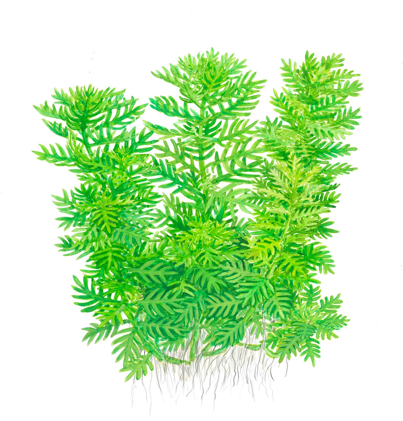 Tropica 1-2-Grow Hottonia palustris
