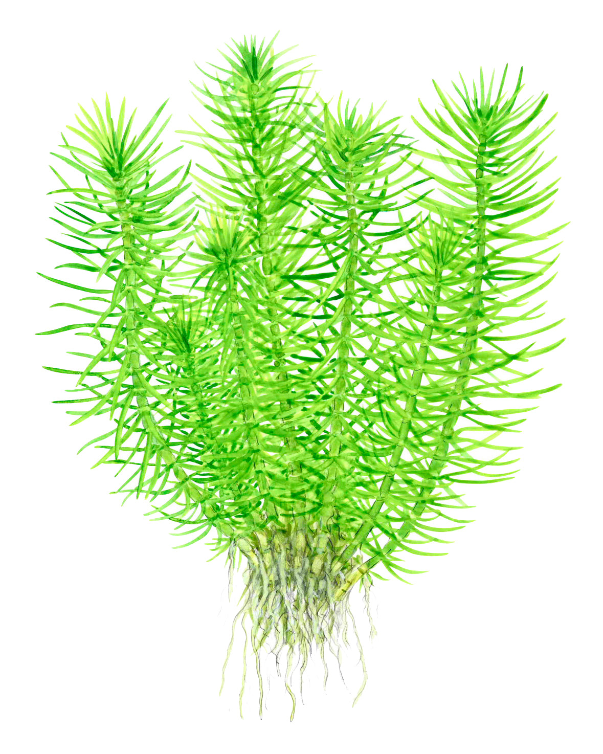 Tropica 1-2-Grow Pogostemon deccanensis (erectus)