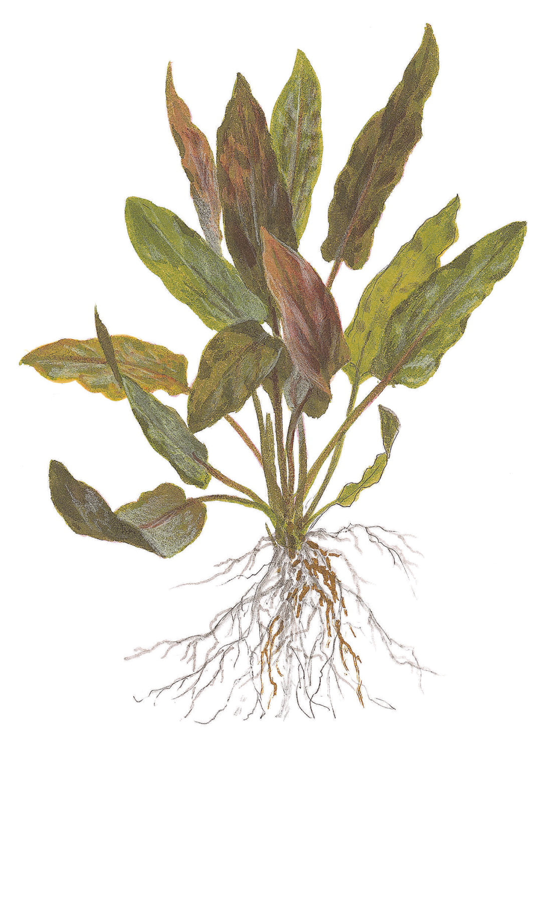 Tropica 1-2-Grow Cryptocoryne undulata 'Broad Leaf'
