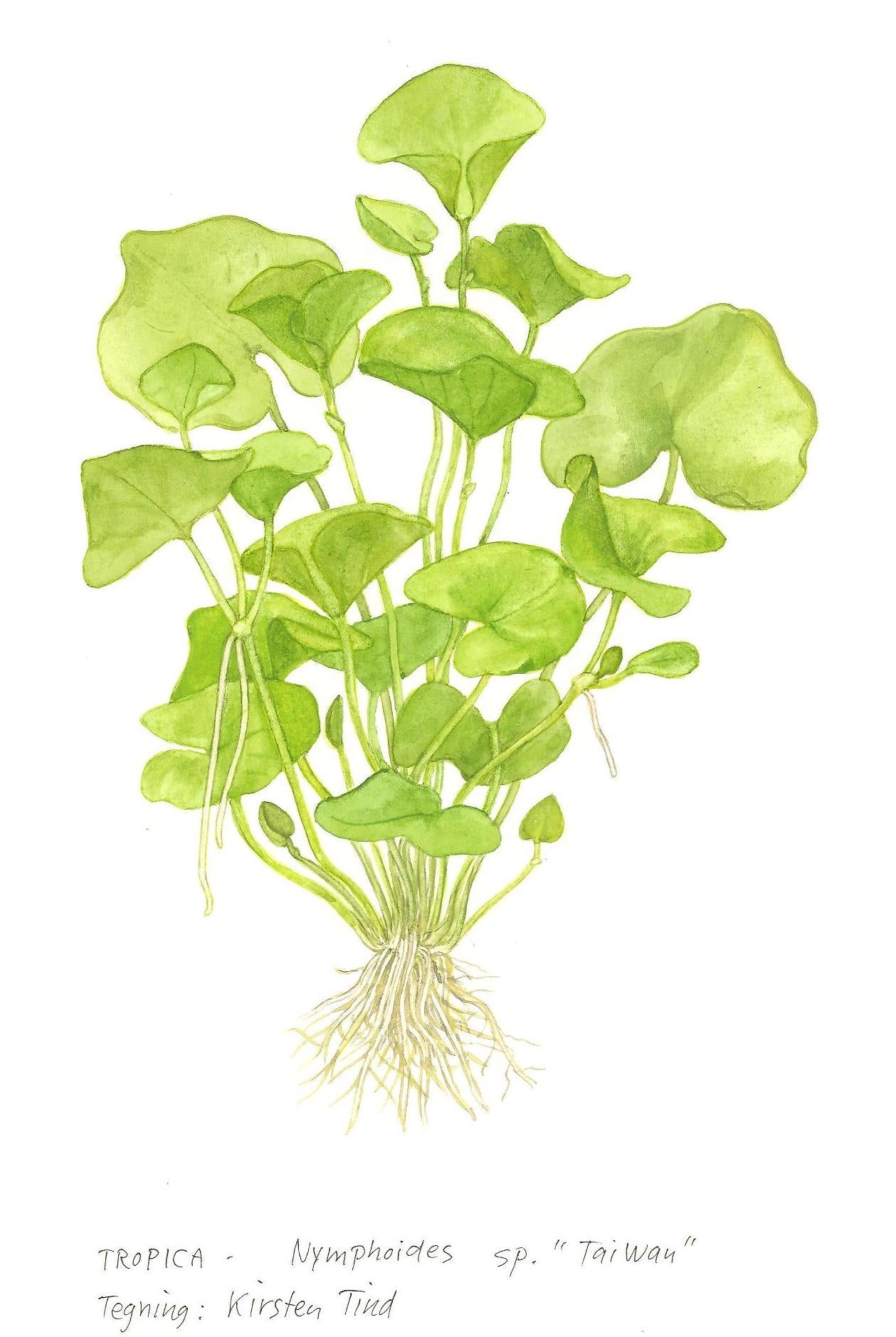 Tropica 1-2-Grow Nymphoides hydrophylla 'Taiwan'