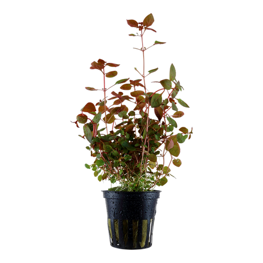 Tropica Ludwigia palustris 'Super Red'