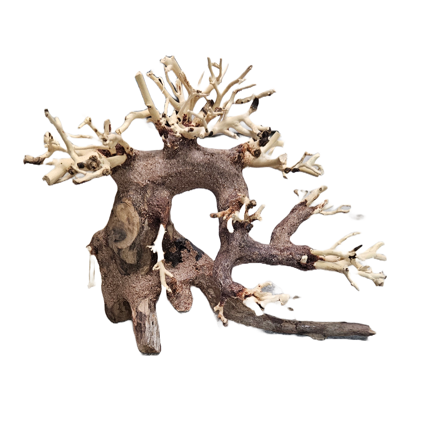 Bonsai Wood