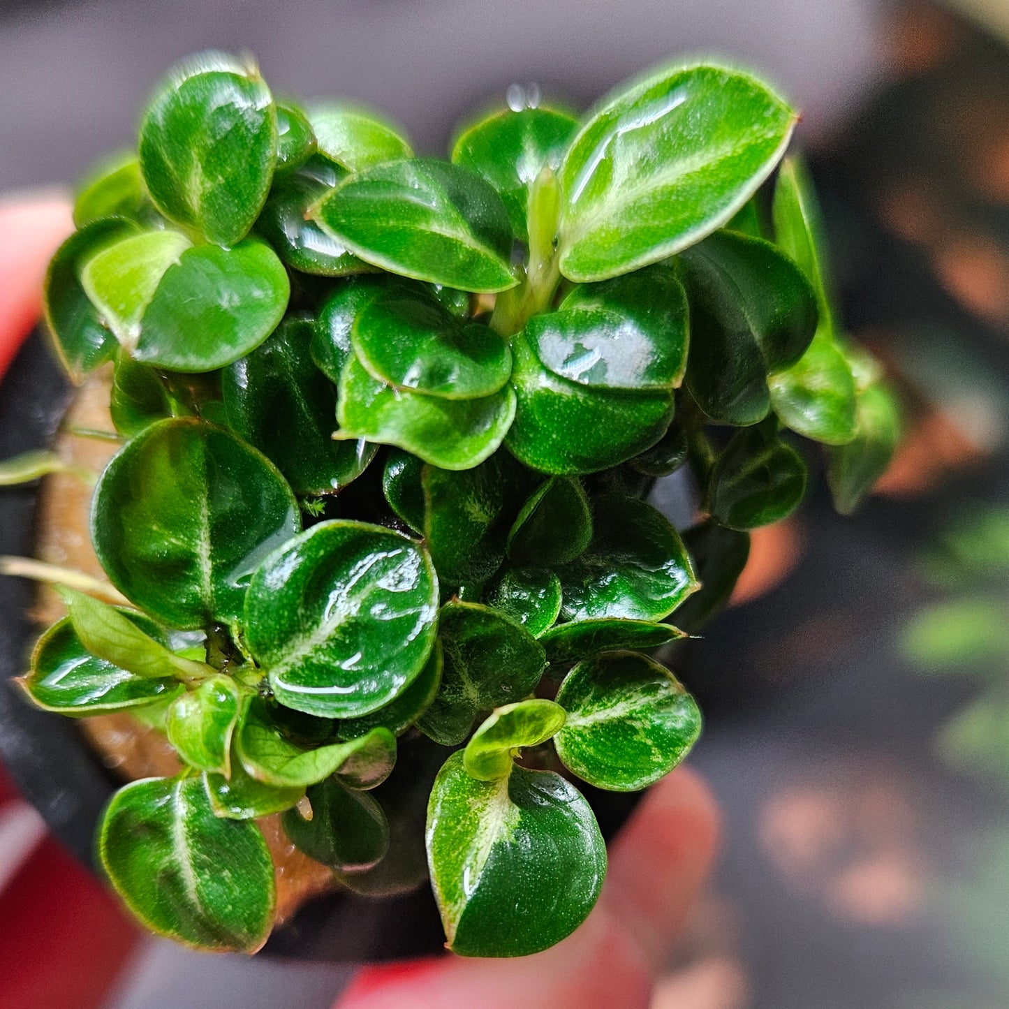 Anubias ‘Stardust Mini’