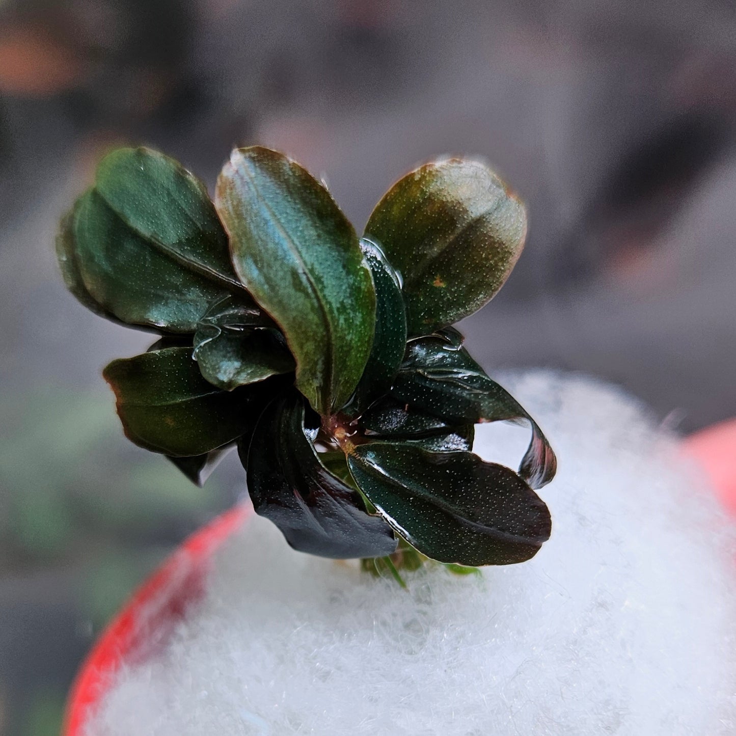 Bucephalandra Pandora Queen