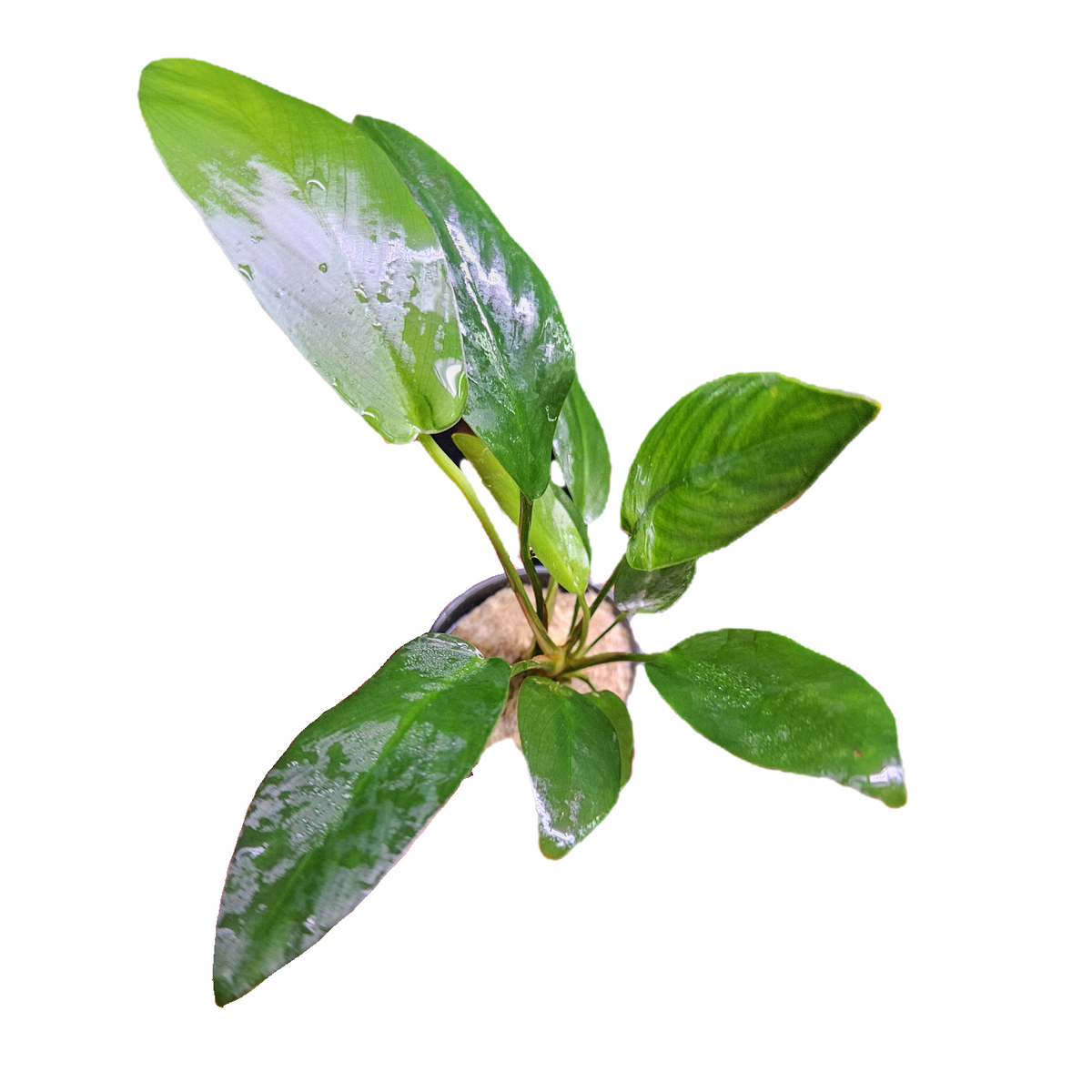 Anubias Hastifolia