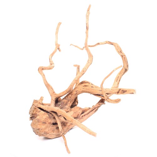 Bois Azalea