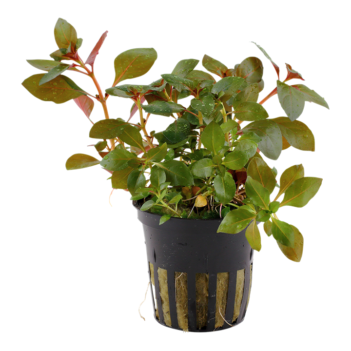 Tropica Ludwigia repens 'Rubin'
