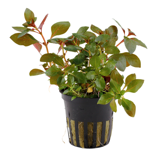 Tropica Ludwigia repens 'Rubin'