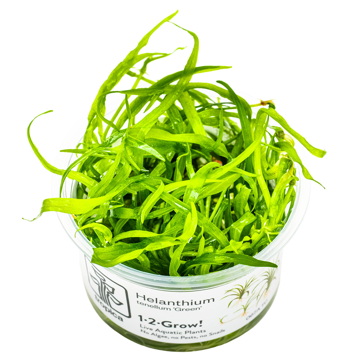 Tropica 1-2-Grow Helanthium tenellum 'Green'