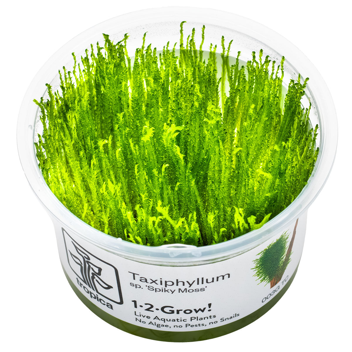 Tropica 1-2-Grow Taxiphyllum 'Spiky'