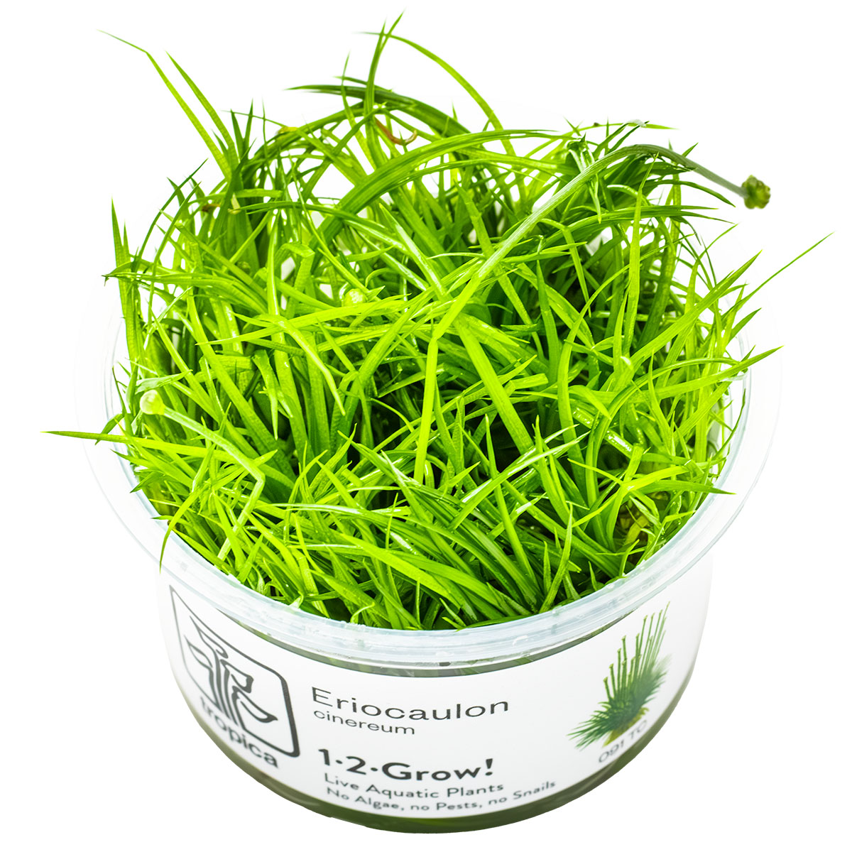 Tropica 1-2-Grow Eriocaulon cinereum