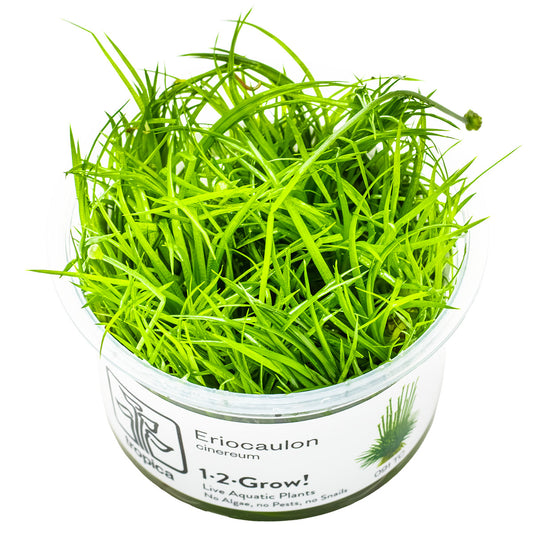 Tropica 1-2-Grow Eriocaulon cinereum