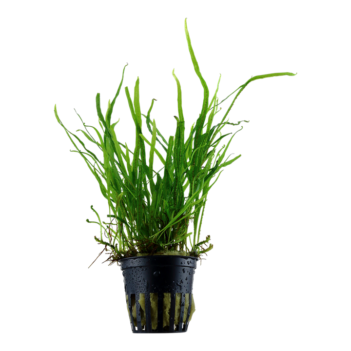 Tropica Microsorum pteropus 'Trident'