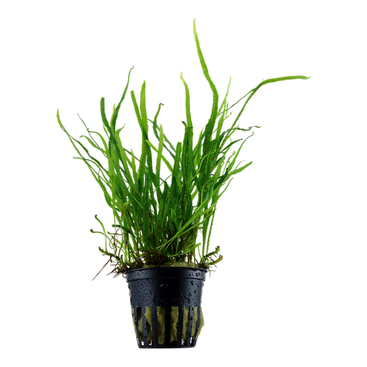 Tropica Microsorum pteropus 'Trident'