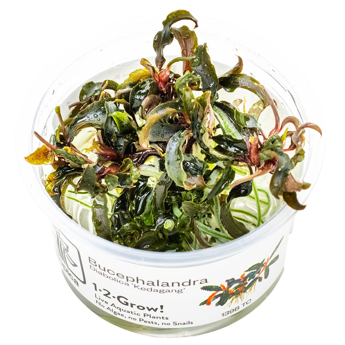 Tropica 1-2-Grow Bucephalandra 'Kedagang'