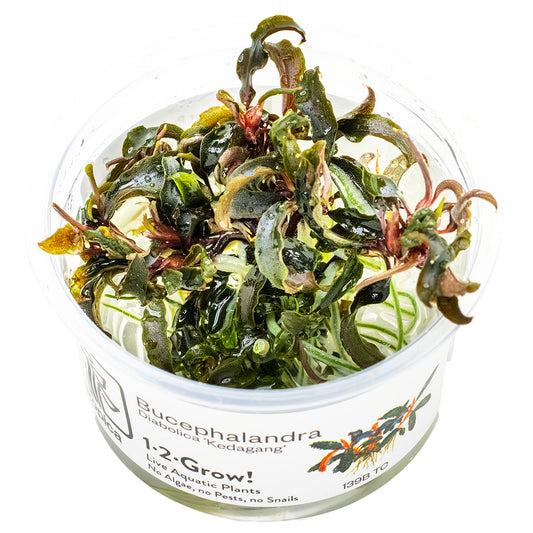Tropica 1-2-Grow Bucephalandra 'Kedagang'