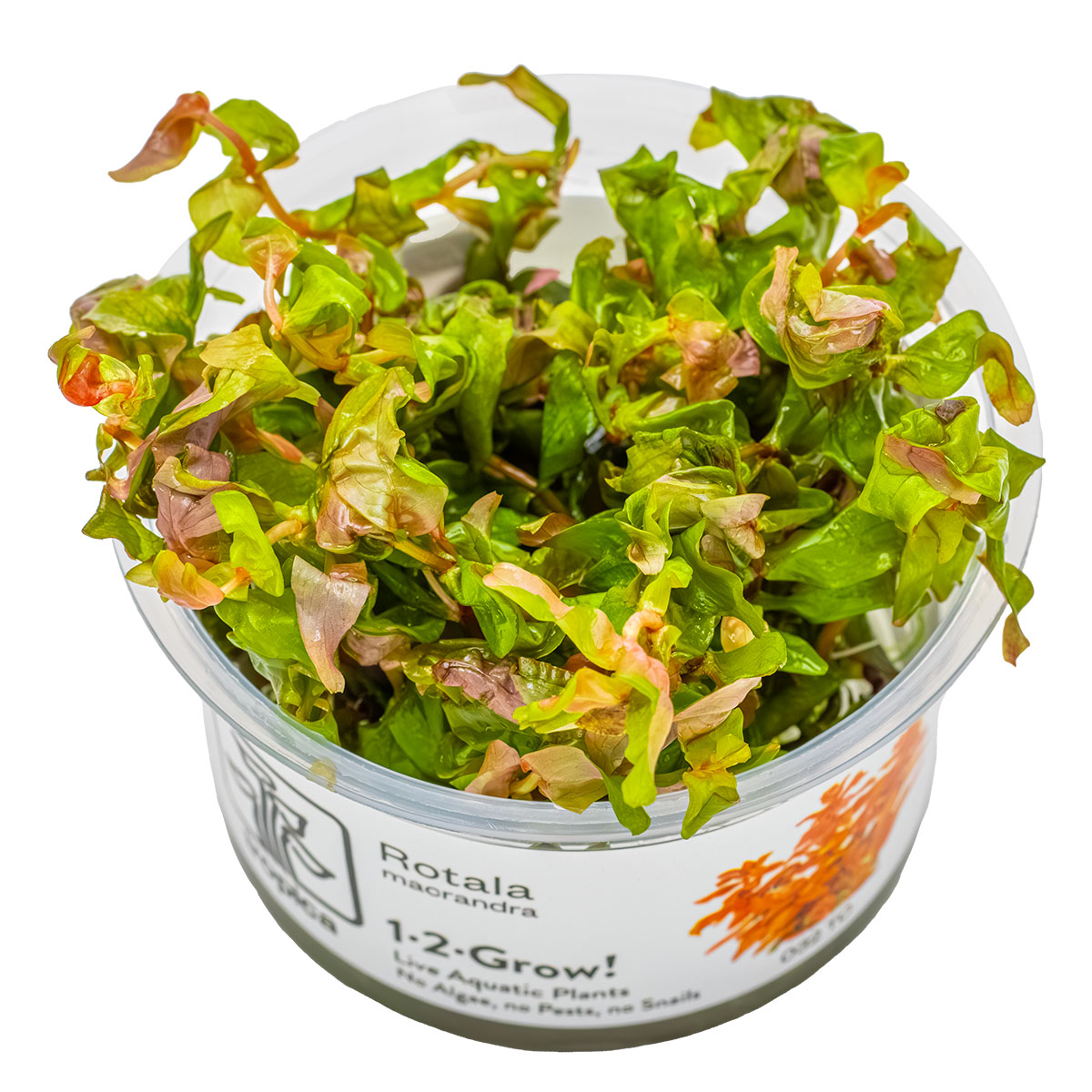Tropica 1-2-Grow Rotala macrandra