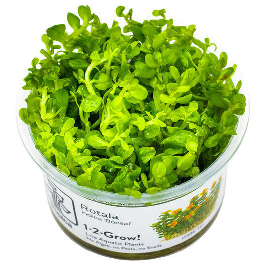 Tropica 1-2-Grow Rotala indica 'Bonsai'