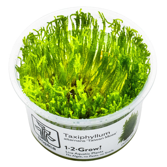 Tropica 1-2-Grow Taxiphyllum alternans 'Taiwan'