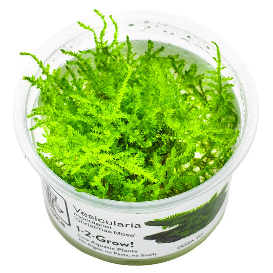 Tropica 1-2-Grow Vesicularia dubyana 'Christmas'