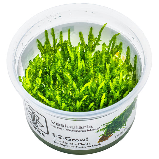 Tropica 1-2-Grow Vesicularia ferriei 'Weeping'