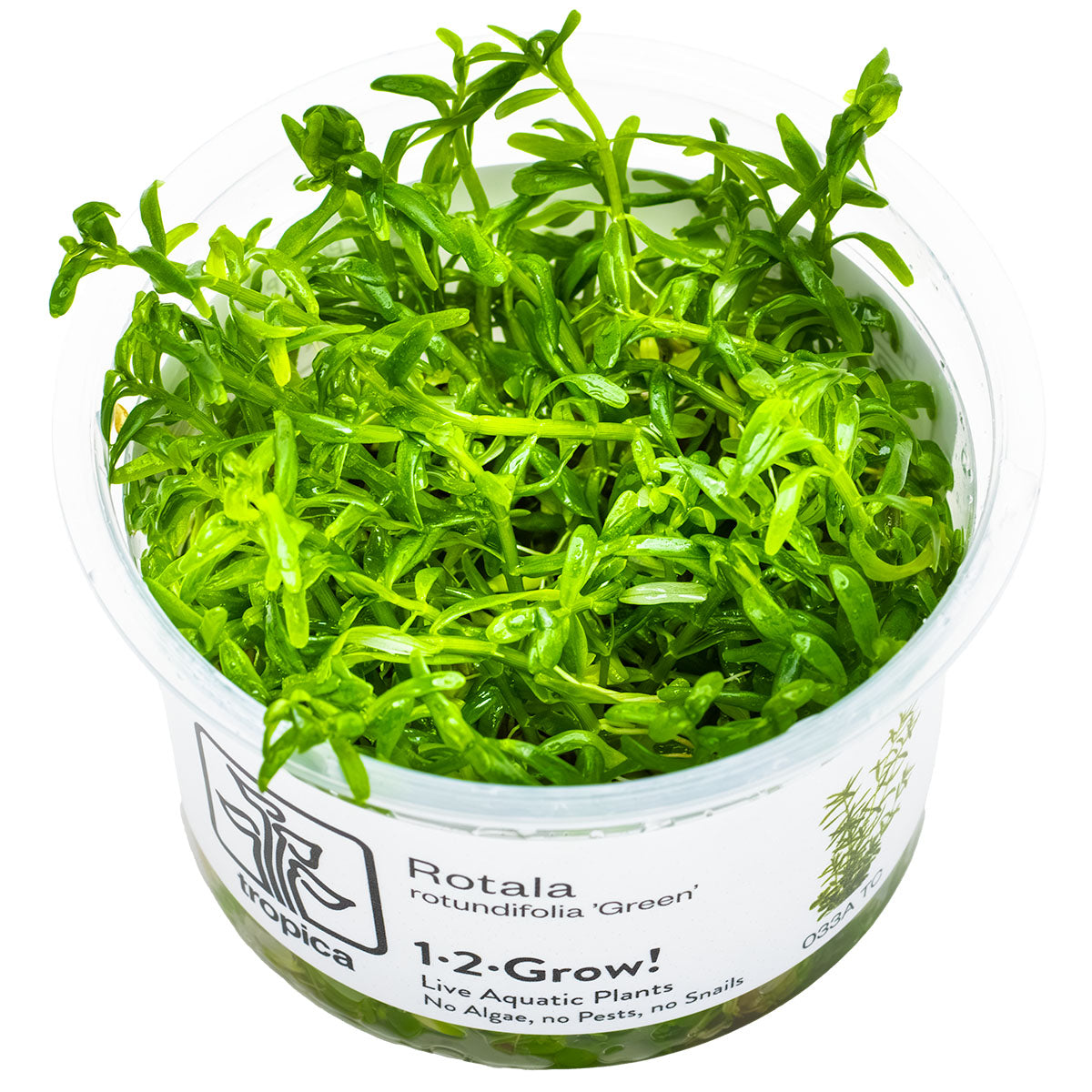 Tropica 1-2-Grow Rotala rotundifolia 'Green'