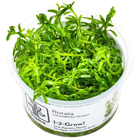 Tropica 1-2-Grow Rotala rotundifolia 'Green'
