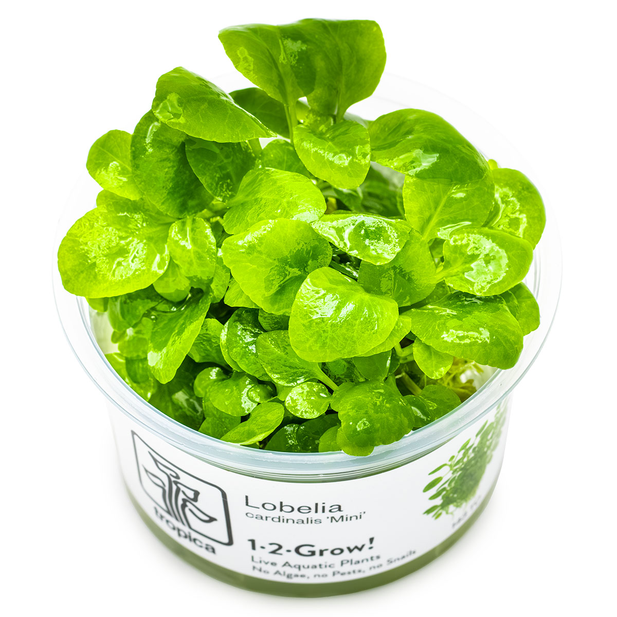Tropica 1-2-Grow Lobelia cardinalis 'Mini'