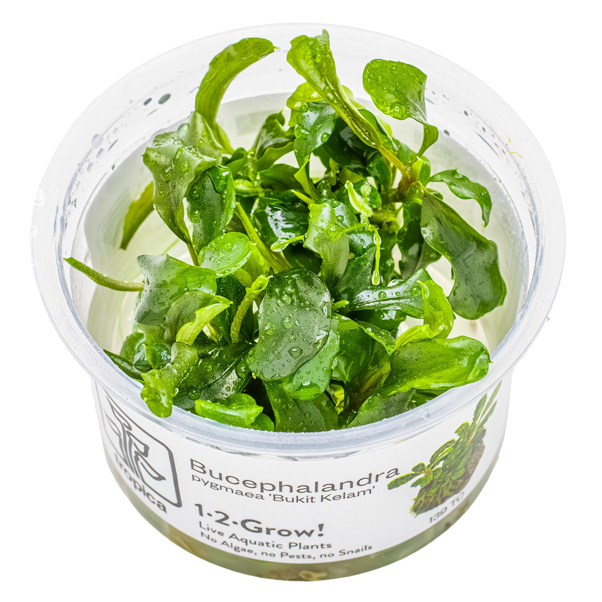 Tropica 1-2-Grow Bucephalandra pygmaea 'Bukit Kelam'