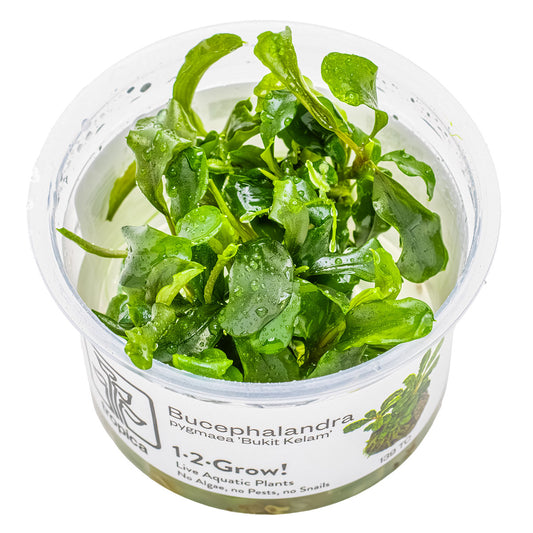 Tropica 1-2-Grow Bucephalandra pygmaea 'Bukit Kelam'