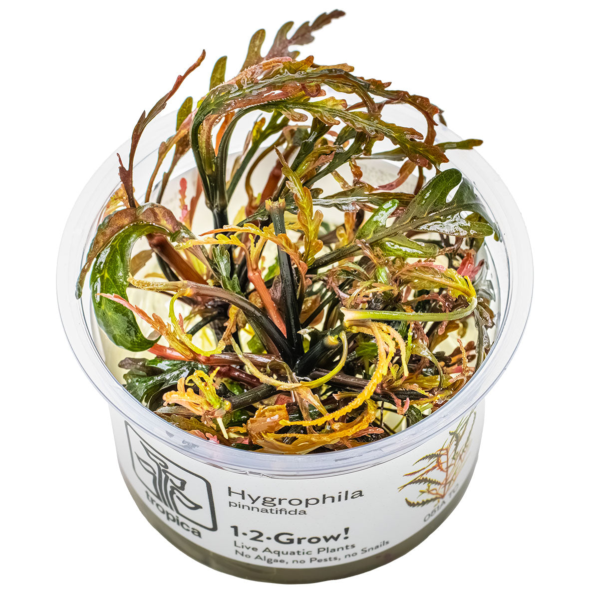 Tropica 1-2-Grow Hygrophila pinnatifida