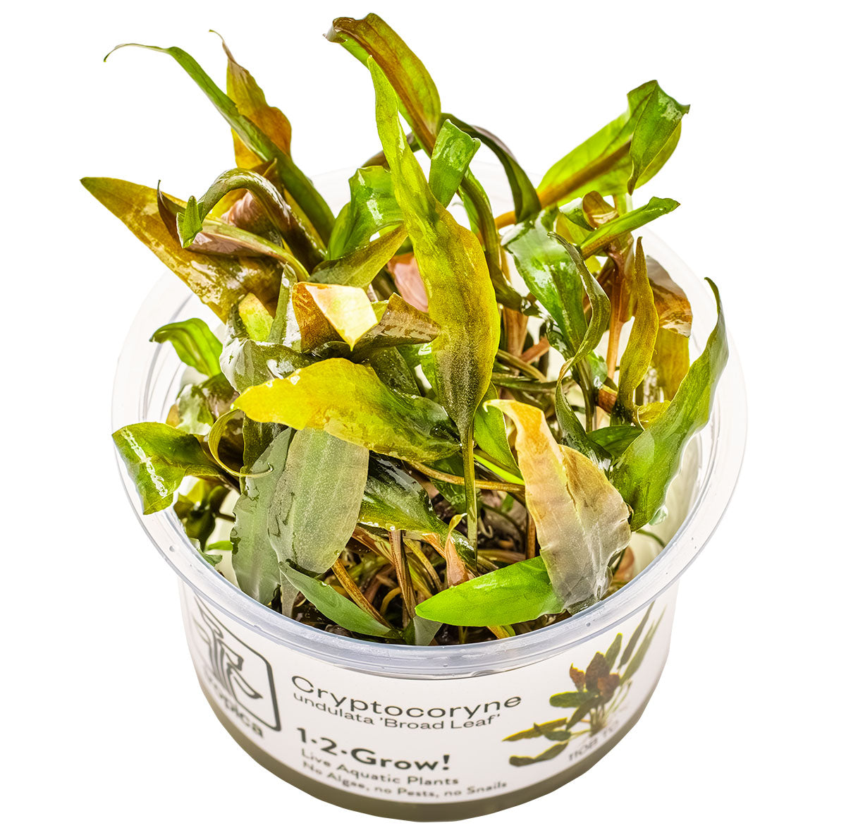 Tropica 1-2-Grow Cryptocoryne undulata 'Broad Leaf'