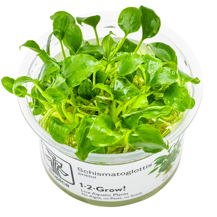 Tropica 1-2-Grow Schismatoglottis prietoi