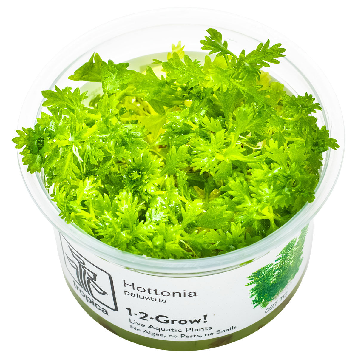Tropica 1-2-Grow Hottonia palustris