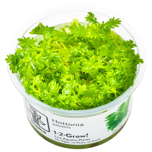 Tropica 1-2-Grow Hottonia palustris