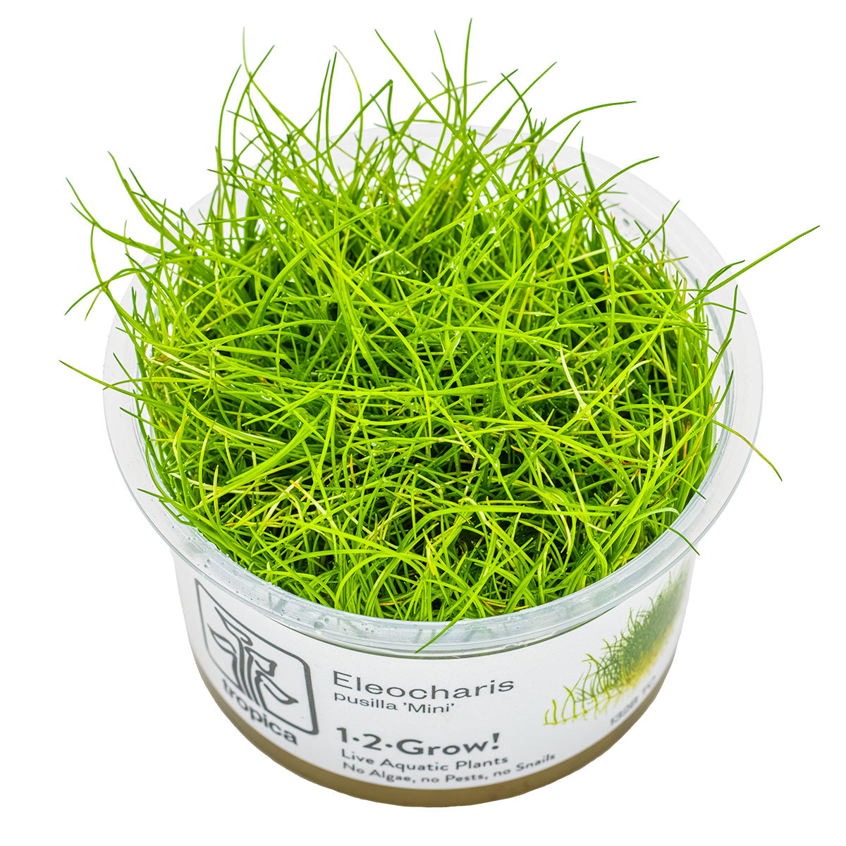 Tropica 1-2-Grow Eleocharis pusilla