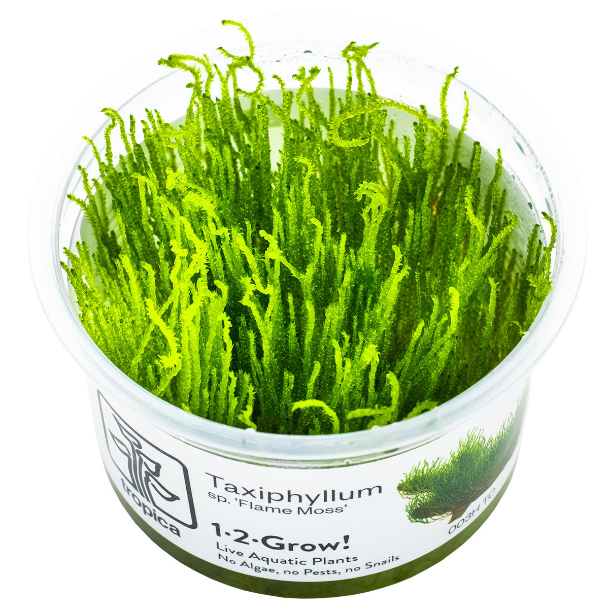 Tropica 1-2-Grow Taxiphyllum 'Flame'