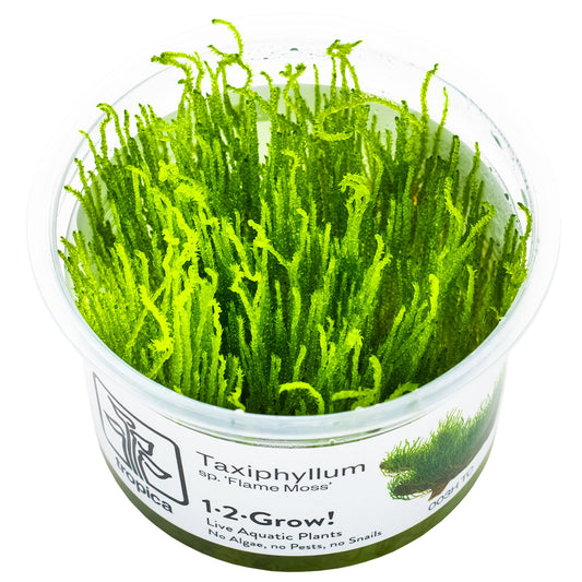 Tropica 1-2-Grow Taxiphyllum 'Flame'