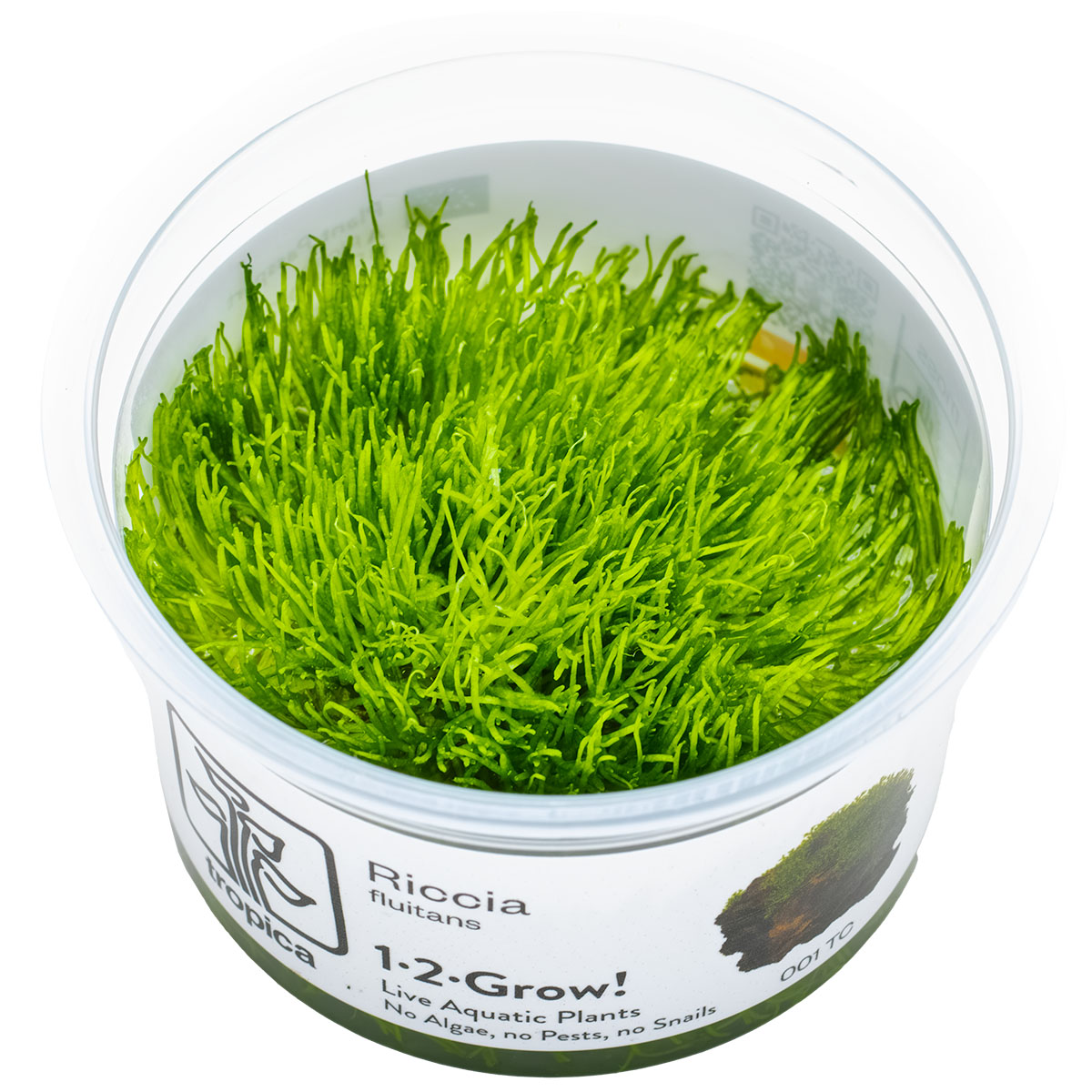 Tropica 1-2-Grow Riccia fluitans